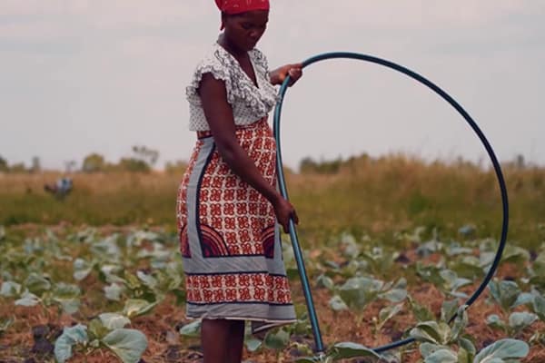 Smallholder farmer irrigating her cabbage garden using with water from a solar irrigation pump